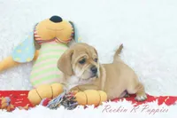 Ham Shipping Included, a male Puggle for sale in Pottersville, MO – 3 of 5