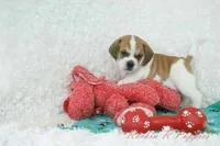 Ottie Shipping Included, a male Puggle for sale in Pottersville, MO – 3 of 10