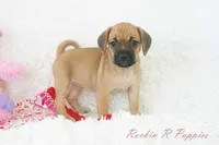 Dandy Shipping Included, a female Puggle for sale in Pottersville, MO – 2 of 6