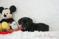 Jiffy Shipping Included, a male Puggle for sale in Pottersville, MO – 7 of 7