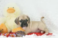 Cowboy Shipping Included, a male Puggle for sale in Pottersville, MO – Photo 3 of 7