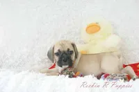 Cowboy Shipping Included, a male Puggle for sale in Pottersville, MO – Photo 4 of 7