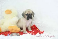 Cowboy Shipping Included, a male Puggle for sale in Pottersville, MO – Photo 6 of 7