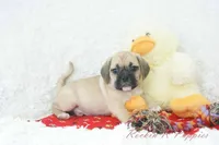 Cowboy Shipping Included, a male Puggle for sale in Pottersville, MO – Photo 2 of 7