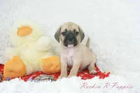 Cowboy Shipping Included, a male Puggle for sale in Pottersville, MO – Photo 5 of 7