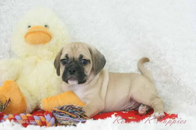 Cowboy Shipping Included – Puggle puppy for sale in Pottersville, MO