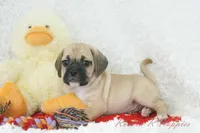 Cowboy Shipping Included, a male Puggle for sale in Pottersville, MO – Photo 1 of 7