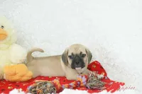 Cowboy Shipping Included, a male Puggle for sale in Pottersville, MO – Photo 7 of 7