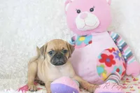 Gidget Shipping Included, a female Puggle for sale in Pottersville, MO – 2 of 6