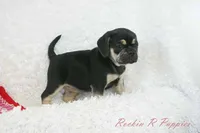 Berry Shipping Included, a female Puggle for sale in Pottersville, MO – 2 of 8