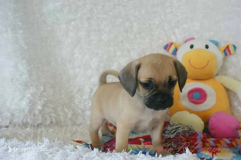 Sadie Shipping Included – Puggle puppy for sale in Pottersville, MO