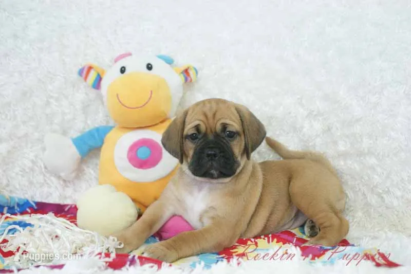 Sasha Shipping Included – Puggle puppy for sale in Pottersville, MO