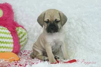 Juno Shipping Included, a female Puggle for sale in Pottersville, MO – 7 of 7