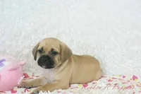 Lucy Shipping Included, a female Puggle for sale in Pottersville, MO – 1 of 5