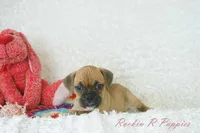 Daisy Shipping Included, a female English Bulldog and Puggle for sale in Pottersville, MO – 4 of 6