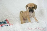 Brisket Shipping Included, a male Puggle for sale in Pottersville, MO – Photo 1 of 7