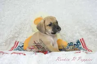 Brisket Shipping Included, a male Puggle for sale in Pottersville, MO – Photo 7 of 7