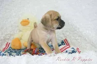 Brisket Shipping Included, a male Puggle for sale in Pottersville, MO – Photo 6 of 7