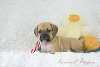 Brisket Shipping Included, a male Puggle for sale in Pottersville, MO – Photo 2 of 7