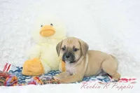 Brisket Shipping Included, a male Puggle for sale in Pottersville, MO – Photo 4 of 7