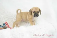 Brisket Shipping Included, a male Puggle for sale in Pottersville, MO – Photo 5 of 7