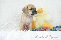 Brisket Shipping Included, a male Puggle for sale in Pottersville, MO – Photo 3 of 7