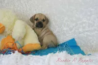Howie Shipping Included, a male Puggle for sale in Pottersville, MO – 5 of 6