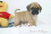 Ollie Shipping Included, a male Puggle for sale in Pottersville, MO – 1 of 5