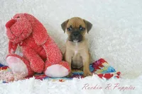 Daisy Shipping Included, a female English Bulldog and Puggle for sale in Pottersville, MO – 3 of 6
