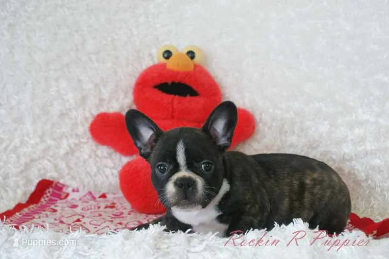 Lizzy Shipping Included – Frenchton puppy for sale in Pottersville, MO