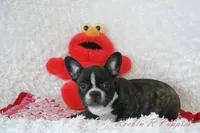 Lizzy Shipping Included, a female Frenchton for sale in Pottersville, MO – 1 of 6