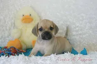 Howie Shipping Included, a male Puggle for sale in Pottersville, MO – 2 of 6