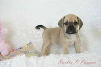 Roxy Shipping Included, a female Puggle for sale in Pottersville, MO – 2 of 7