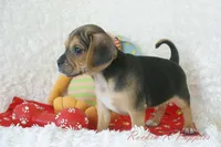 Jax Shipping Included, a male Puggle for sale in Pottersville, MO – 2 of 6