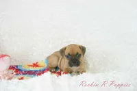 Daisy Shipping Included, a female English Bulldog and Puggle for sale in Pottersville, MO – 6 of 6