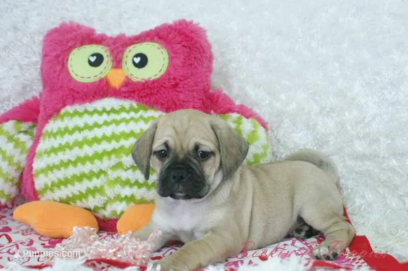 Juno Shipping Included – Puggle puppy for sale in Pottersville, MO