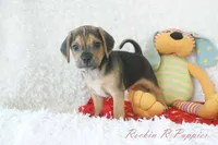 Jax Shipping Included, a male Puggle for sale in Pottersville, MO – 6 of 6