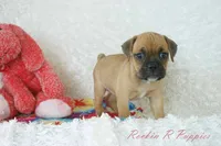 Daisy Shipping Included, a female English Bulldog and Puggle for sale in Pottersville, MO – 1 of 6
