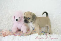 Roxy Shipping Included, a female Puggle for sale in Pottersville, MO – 6 of 7