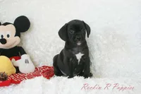 Jiffy Shipping Included, a male Puggle for sale in Pottersville, MO – 6 of 7