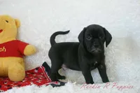 Derby Shipping Included, a male Puggle for sale in Pottersville, MO – 2 of 6