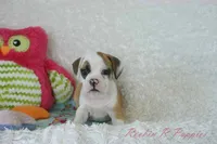 Fancy Shipping Included, a female English Bulldog and Puggle for sale in Pottersville, MO – 5 of 9