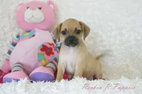 Annie Shipping Included, a female Puggle for sale in Pottersville, MO – 2 of 6