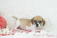 Capri Shipping Included, a female Puggle for sale in Pottersville, MO – Photo 5 of 5