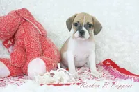 Capri Shipping Included, a female Puggle for sale in Pottersville, MO – Photo 2 of 5