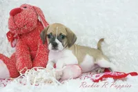 Capri Shipping Included, a female Puggle for sale in Pottersville, MO – Photo 1 of 5