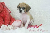 Capri Shipping Included, a female Puggle for sale in Pottersville, MO – Photo 3 of 5