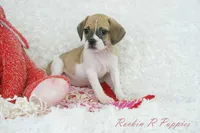 Capri Shipping Included, a female Puggle for sale in Pottersville, MO – Photo 4 of 5