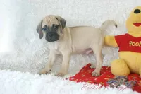 Duke Shipping Included, a male Puggle for sale in Pottersville, MO – 6 of 6