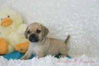 Howie Shipping Included, a male Puggle for sale in Pottersville, MO – 3 of 6